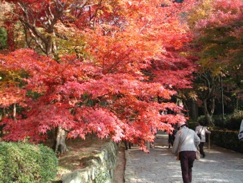 西明寺湖東三山紅葉1.jpg