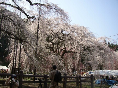 青雲寺の桜2.jpg