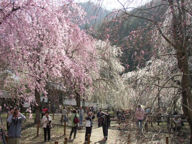 青雲寺の桜3１６年４月１４日.jpg