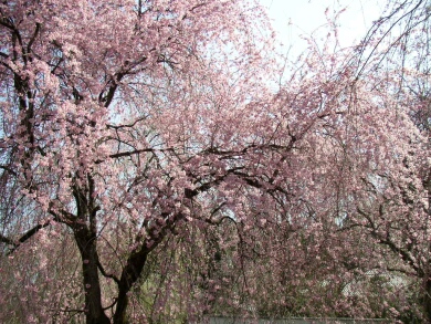 青雲寺の桜１.jpg