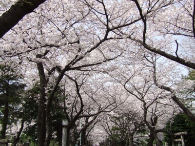 青山霊園の桜2.jpg