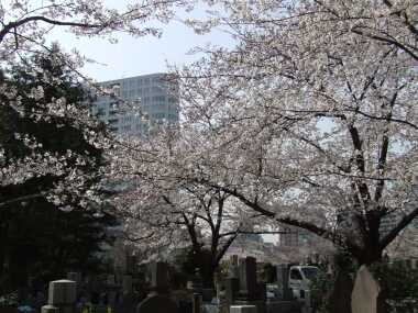 青山霊園の桜3.jpg