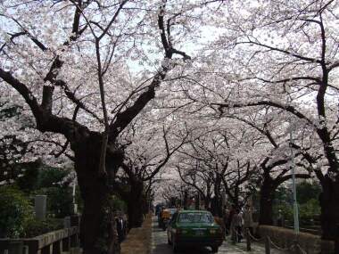 青山霊園の桜１.jpg