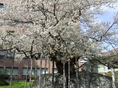 石割桜.jpg