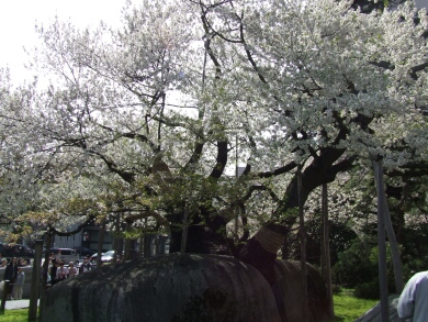 石割桜3.jpg