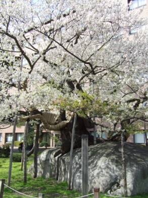 石割桜4.jpg