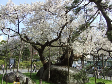 石割桜２.jpg