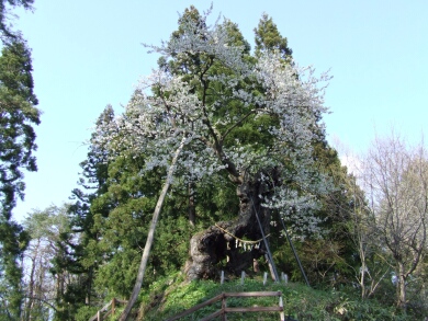 赤坂の種ｪ桜１.jpg