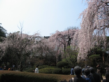 川越中院の桜2.jpg