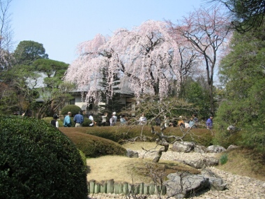 川越中院の桜3.jpg