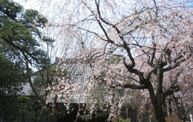川越中院の桜4.jpg