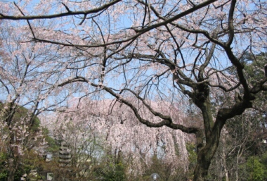 川越中院の桜１.jpg