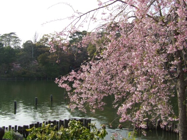 洗足池の桜2.jpg