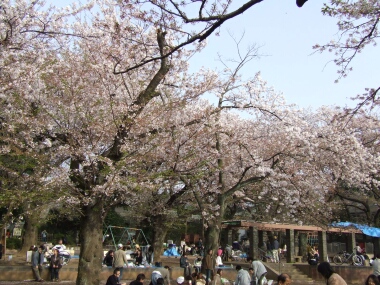 洗足池の桜3.jpg