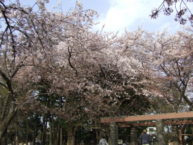 洗足池の桜4.jpg
