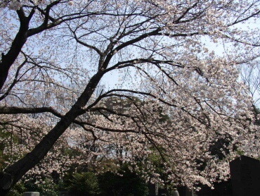 染井霊園の桜１.jpg