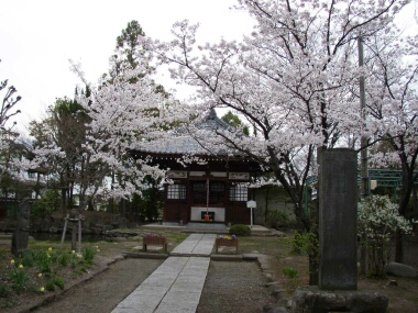 信濃国分寺の桜2.jpg
