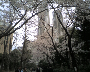 新宿中央公園の桜2.jpg