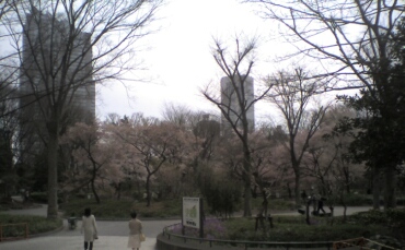 新宿中央公園の桜3.jpg
