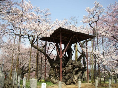 神代桜１.jpg