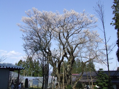 草岡の大明神桜.jpg