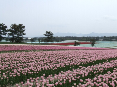 胎内のチューリップ畑 新潟県胎内市 チューリップ 日本隅々の旅 全国観光名所巡り グルメ日記