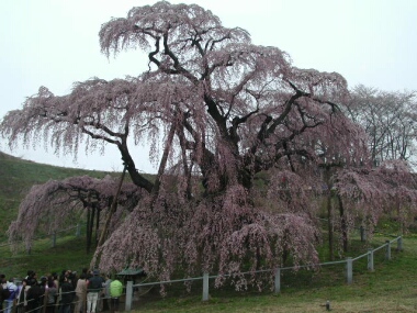 滝桜1.jpg