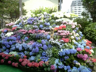 白山神ミアジサイ2.jpg