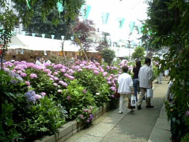 白山神ミアジサイ3.jpg