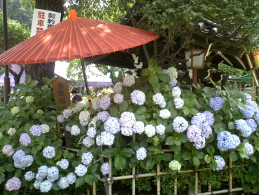 白山神ミアジサイ1.jpg