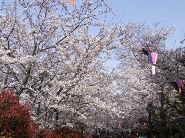 飛鳥山公園の桜１.jpg