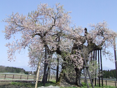 米沢の千歳桜.jpg