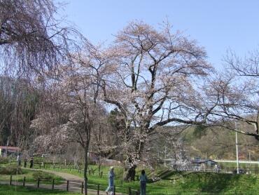 米内浄水場桜１.jpg