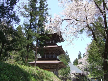法用寺三重塔と桜.jpg