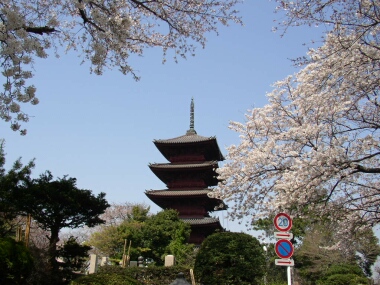 本門寺五重塔と桜.jpg