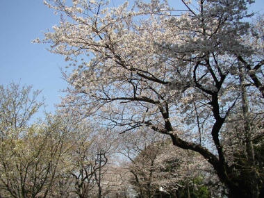 本門寺桜2.jpg