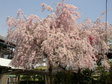 妙建寺桜