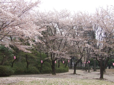 与野公園の桜2.jpg