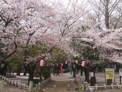 与野公園の桜3.jpg