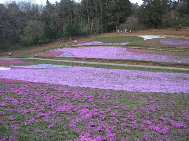 羊山公園ﾅ桜2.jpg