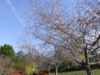 羊山公園冬桜2.jpg