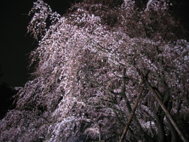 六義園の夜桜3.jpg