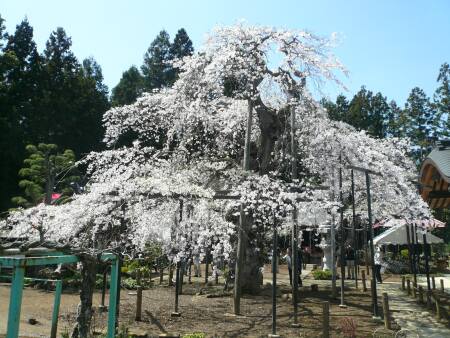 愛蔵寺の護摩桜.jpg