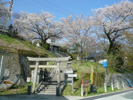 王子神社の桜１.jpg