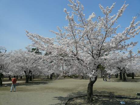 海津城の桜１.jpg