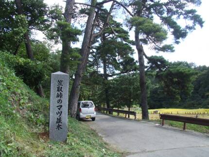 笠取峠の松並木１.jpg