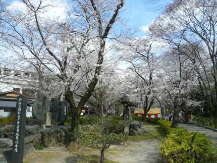 岐阜公園の桜１.jpg