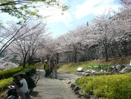 甲府城の桜１.jpg