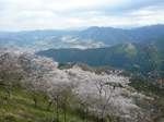 桜山公園の桜（春）大.jpg