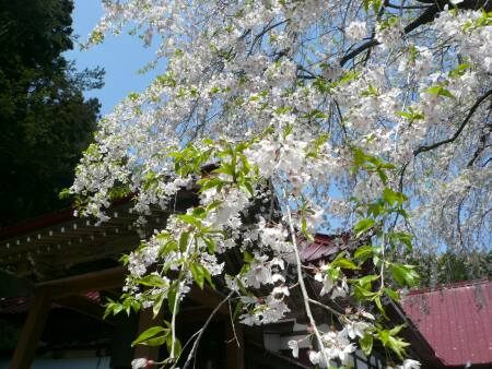 慈徳寺の種蒔き桜3.jpg